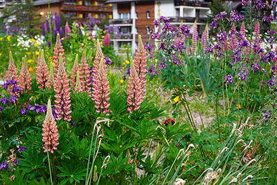 Flowers in Zermatt, Switzerland