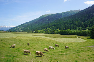 Cows grazing in Switzerland