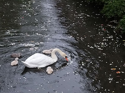 Swan with babies in Brugge