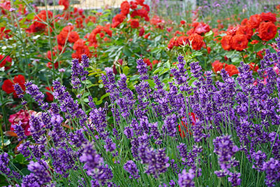 Roses and lavender in Koblenz