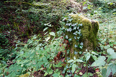 Mossy tree stump in Schwarzwald