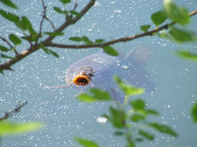 Fish in the lake