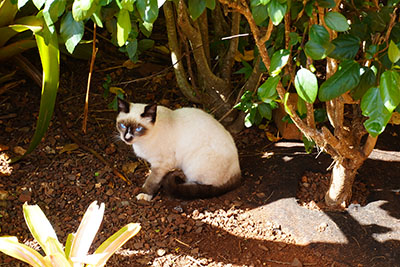 Small Siamese cat in the bushes