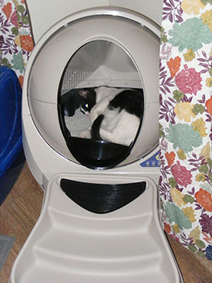 Luna playing in her new Litter Robot