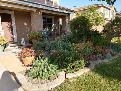 My parents' xeroscape garden